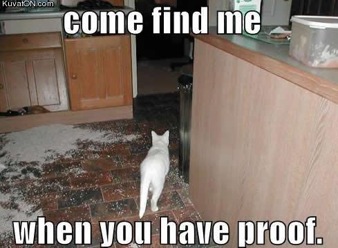 cat_proof.jpg