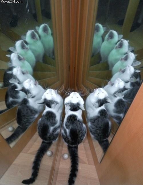 cat_ritual.jpg