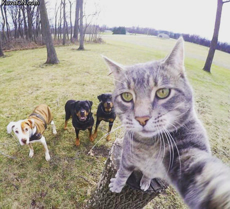 cat_selfie.jpg