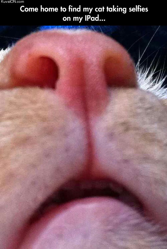 cat_selfie2.jpg