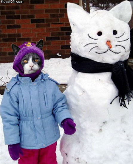 cat_snow.jpg