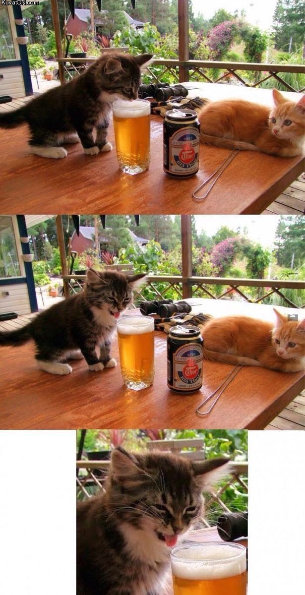 cat_taste_beer.jpg