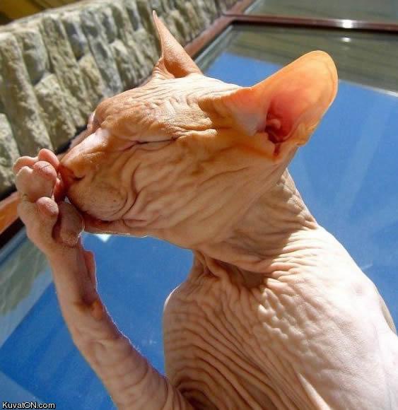 cat_took_a_bath_for_too_long.jpg