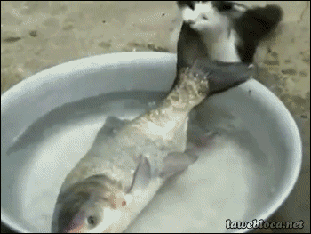 cat_trying_to_steal_a_fish.gif