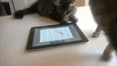 cat_vs_tablet.gif
