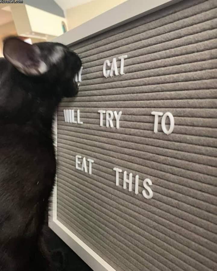 cat_will_try.jpg