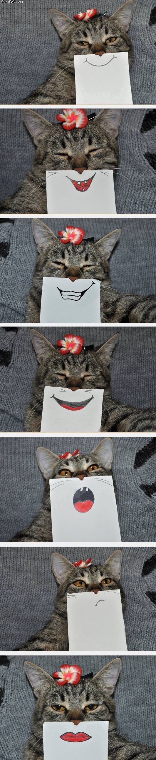 cat_with_paper_drawn_expressions.jpg