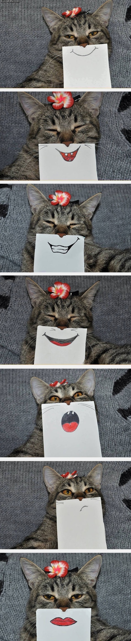 cat_with_paper_drawn_expressions.jpg