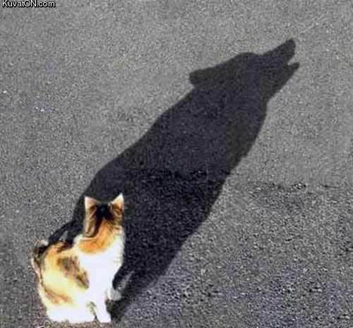 cat_wolf_shadow_illusion.jpg