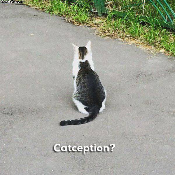 catception3.jpg