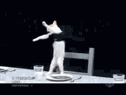catdance.gif