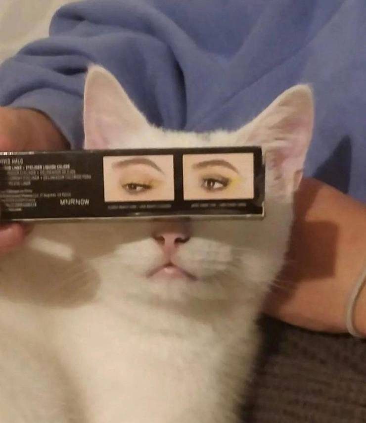 cateyes5.jpg