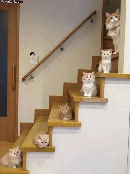 catfamily.jpg