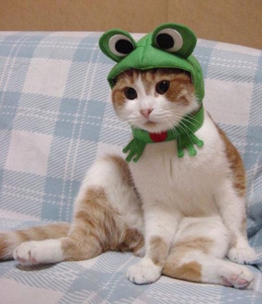 catfrog.jpg