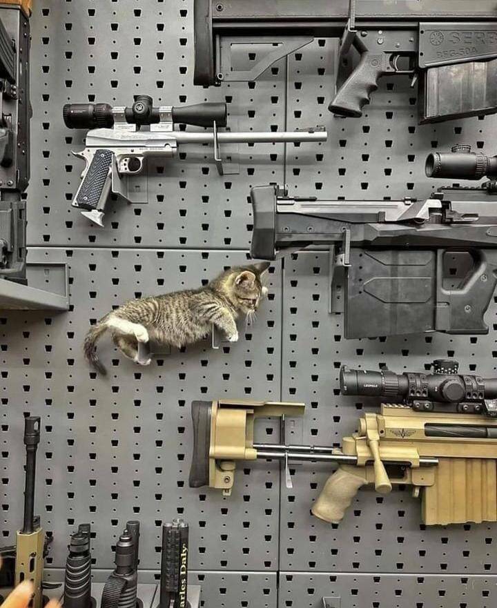 catgun.jpg