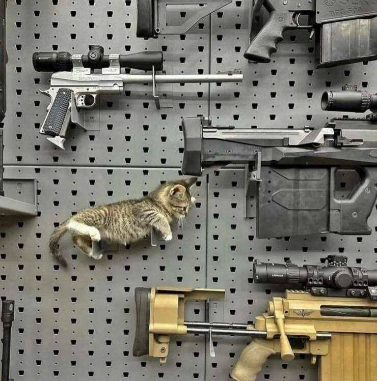 catgun2.jpg