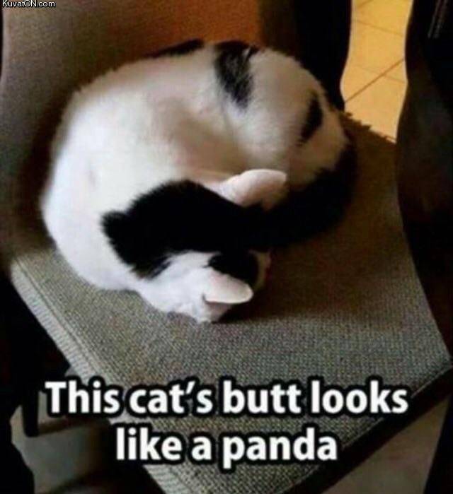 catpanda.jpg