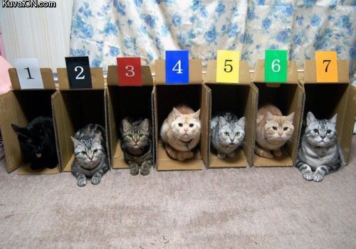 cats19.jpg
