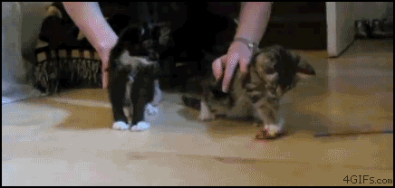 cats24.gif