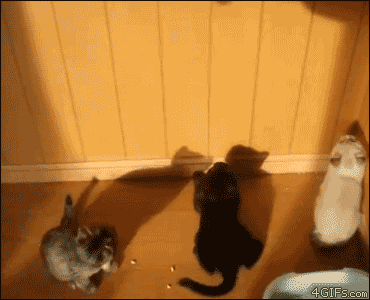 cats26.gif