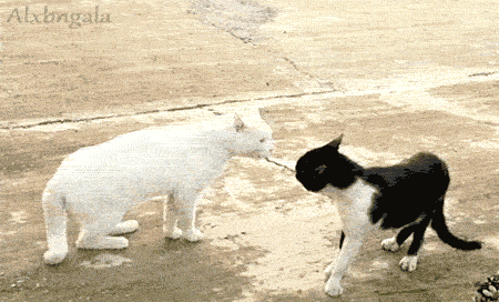 cats30.gif