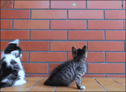 cats40.gif
