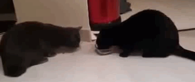 cats44.gif