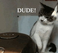 cats45.gif