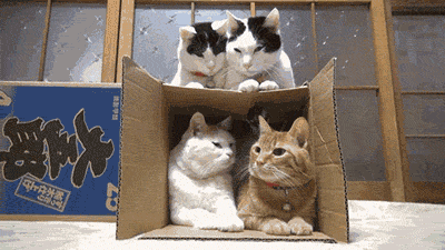 cats46.gif