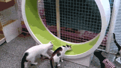 cats5.gif