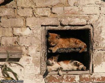 cats5.jpg
