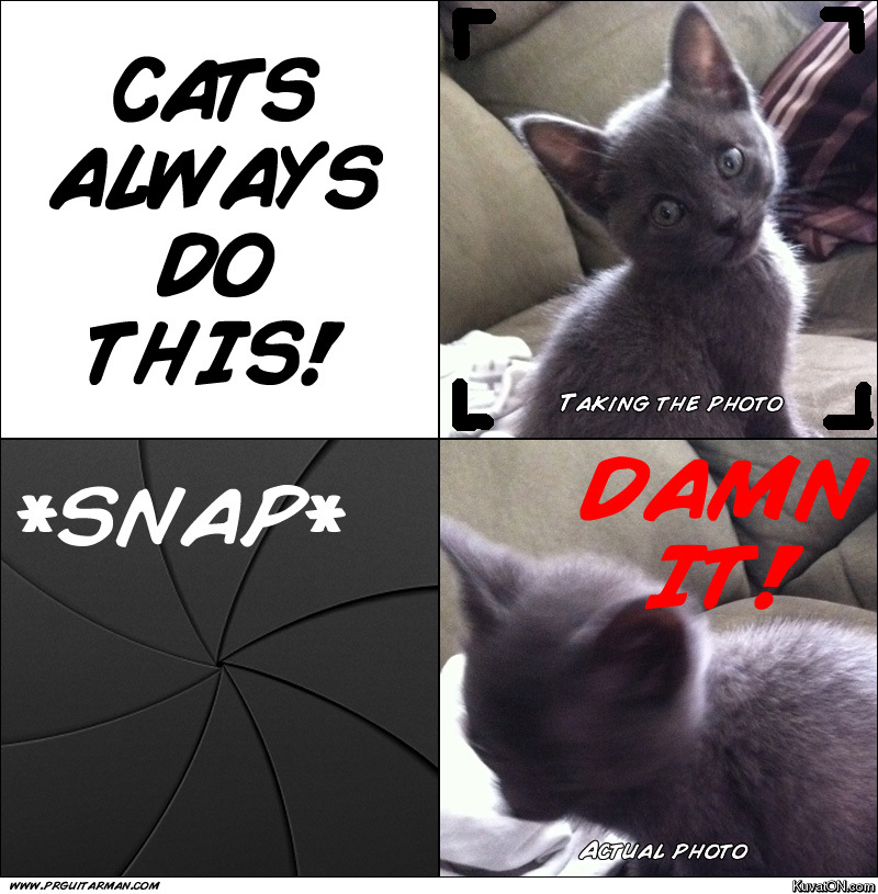cats_always_do_this.jpg