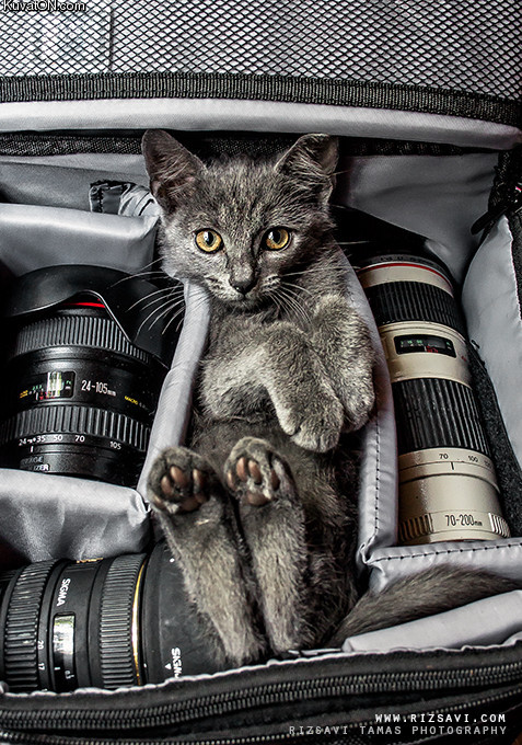 cats_are_always_camera_ready.jpg