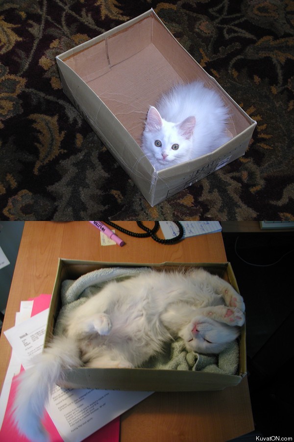 cats_favorite_box_then_and_now.jpg