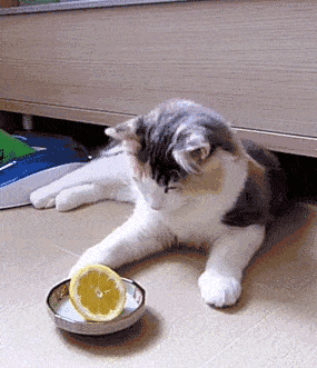 cats_hate_citrus_fruits.gif