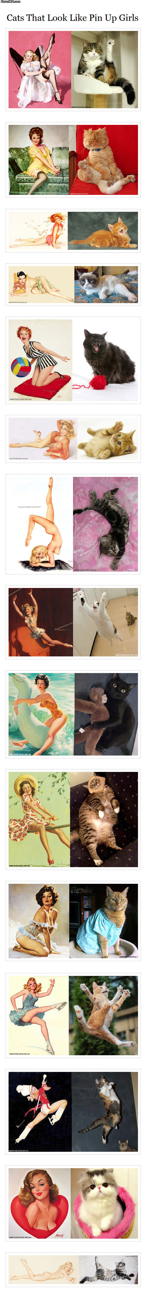 cats_that_look_like_pin_up_girls.jpg