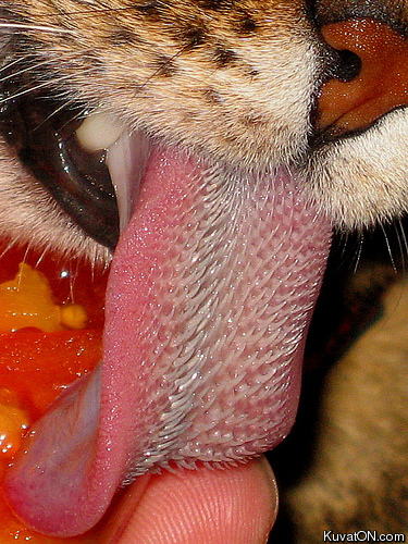 cats_tongue.jpg