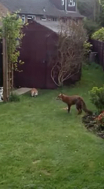cats_vs_fox.gif