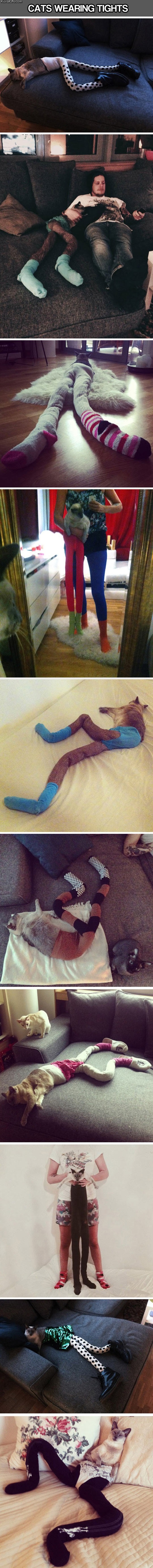 cats_wearing_tights_wtf.jpg