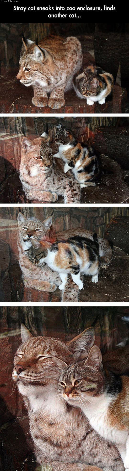 cats_will_be_cats_no_matter_their_size.jpg