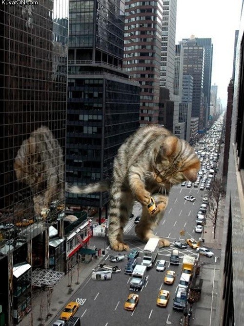 catzilla.jpg