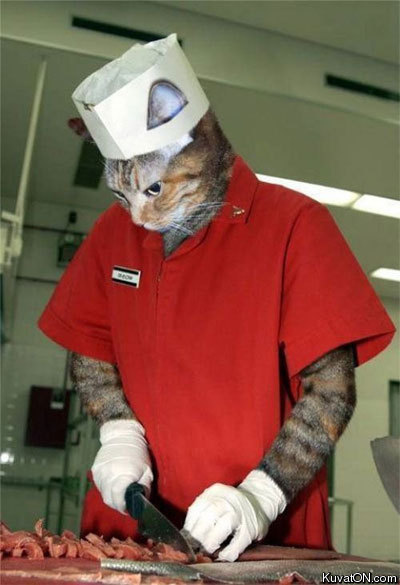 chef_cat.jpg