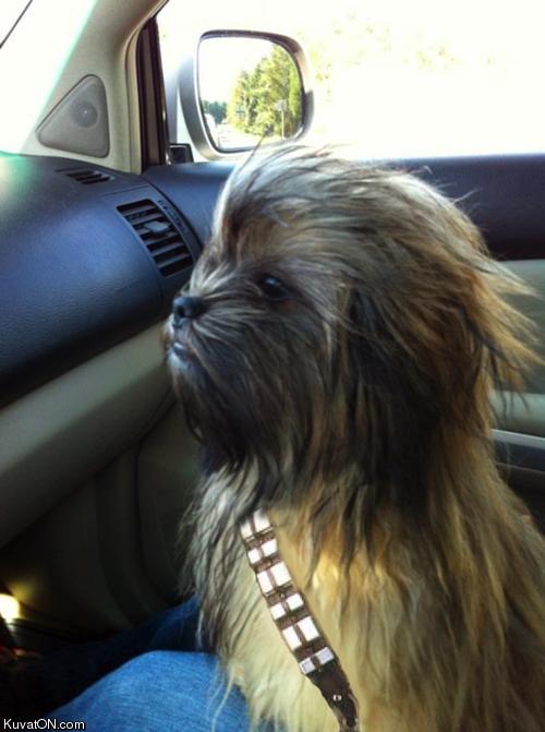 chewbacca_dog.jpeg