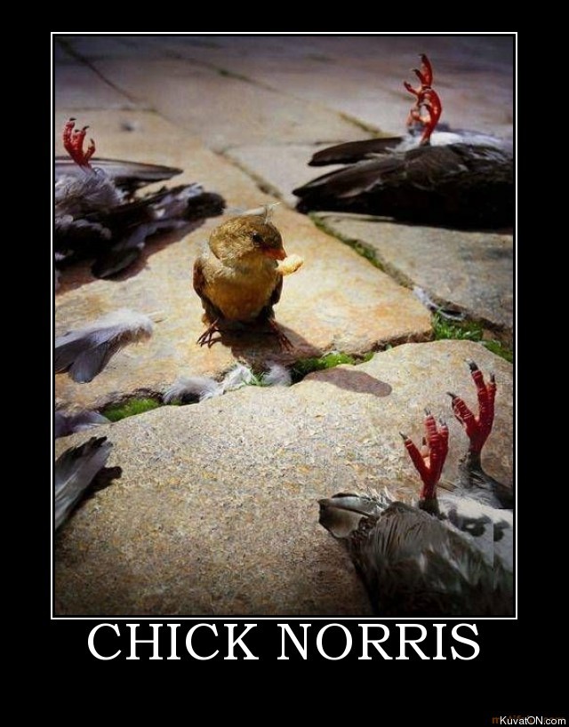 chick_norris.jpg