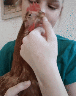 chicken2.gif