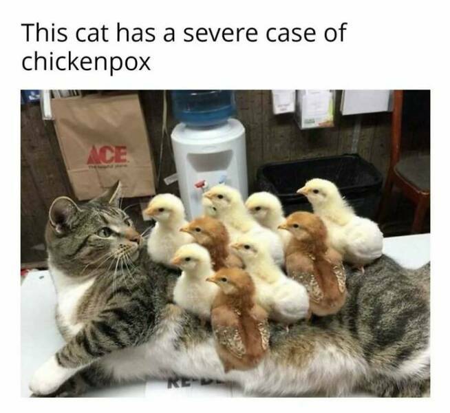 chickenbox.jpg