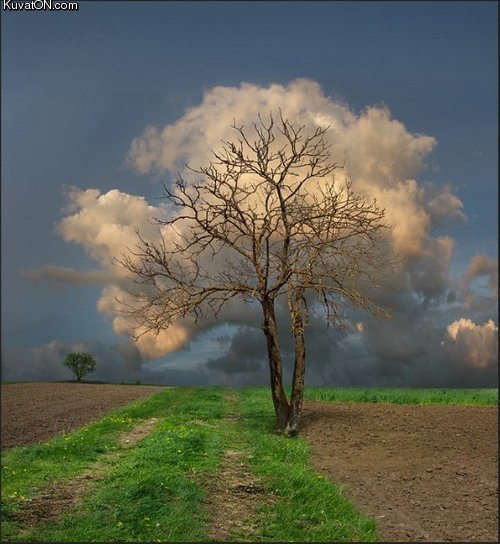 cloud_tree.jpg