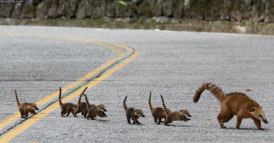 coati_family.jpg