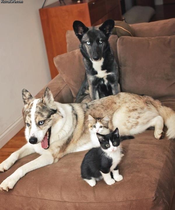 colorcoordinated_doggies_and_kittens.jpg