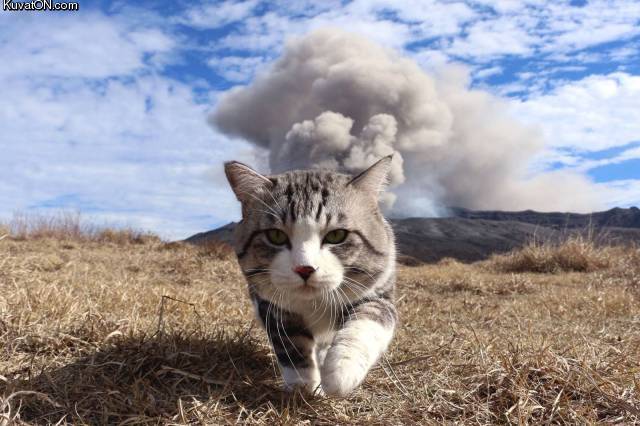 cool_cats_dont_look_at_explosions.jpg